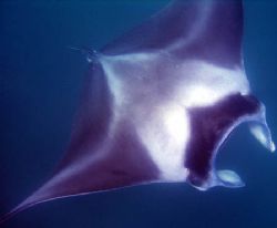 Manta Ray, Ningaloo Reef - Western Australia by Penny Murphy 